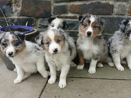 PoulaTo: Pups Collie Border
